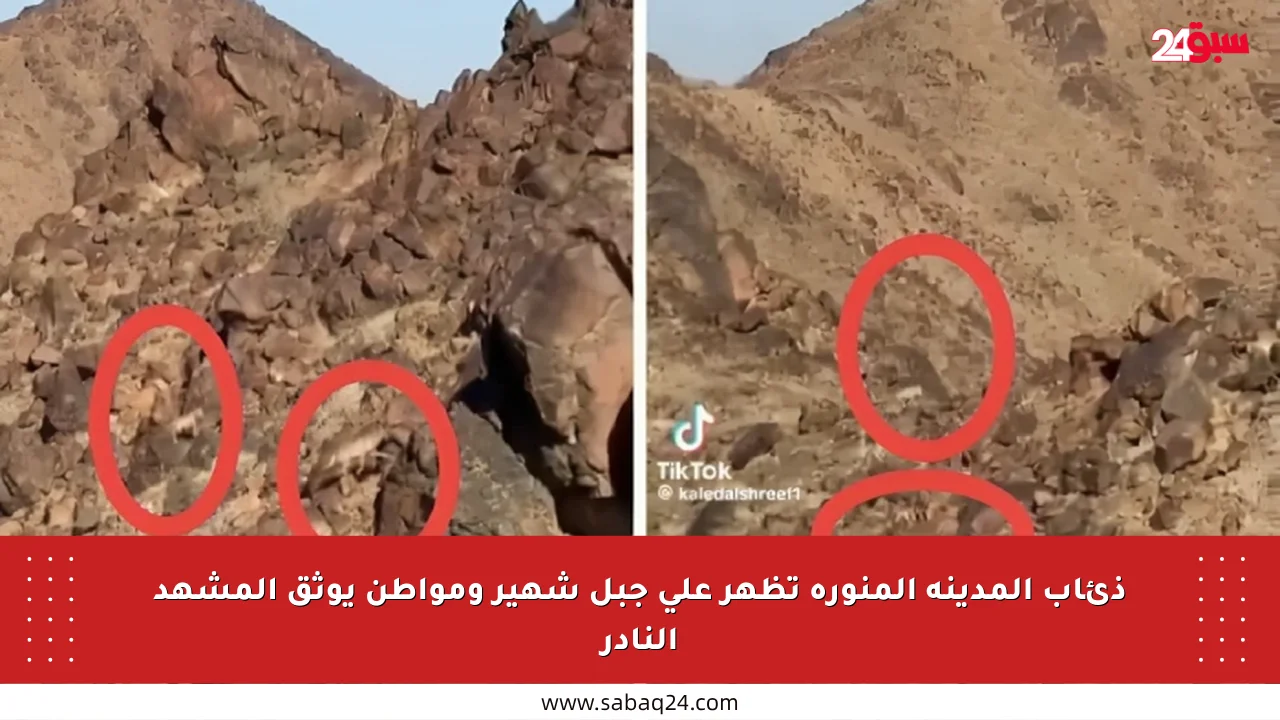 ذئاب المدينة المنورة تظهر على جبل شهير ومواطن يوثق المشهد النادر